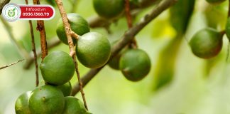 Tiềm năng trồng cây mắc ca tại Việt Nam thế nào?