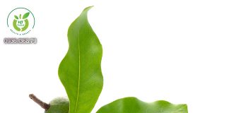 Công dụng của hạt macca Hạt macca