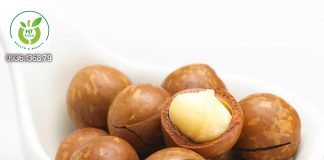 Hạt macca là hạt gì? Hạt macca