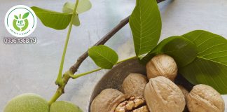 Hạt óc chó bán ở đâu? Hạt óc chó bán ở đâu?