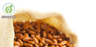 Mua hạt thông ở đâu? Mua hạt thông ở đâu?