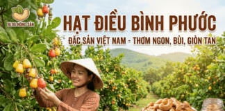 Tác dụng của hạt điều rang muối – Top 10 lợi ích ít người biết Nhung tac dung tot cua hat dieu rang muoi